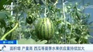青岛吃瓜群众免费吃瓜微信区,青岛瓜友集结！免费吃瓜活动微信专区火热开启