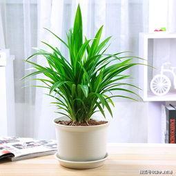 最新植物大爆料,揭秘未知物种与古老秘密